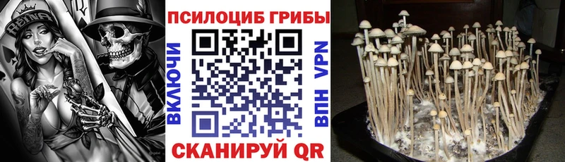 Псилоцибиновые грибы Cubensis Белая Калитва